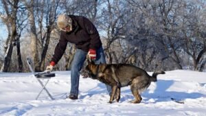 10 Dangerous Dog Breeds Prone to Aggressive Playing: What Owners Need to Know