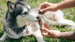 7 Ways to Keep Your Senior Dog Happy and Healthy for Years to Come