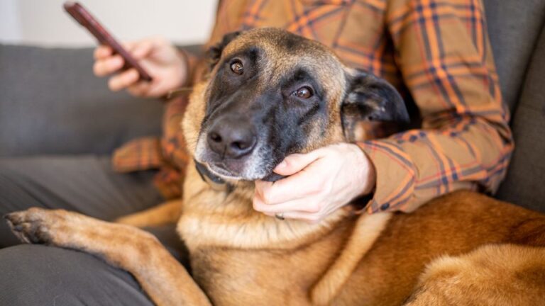Dogs Provide Unconditional Love – It's a Bond Unlike Any Other