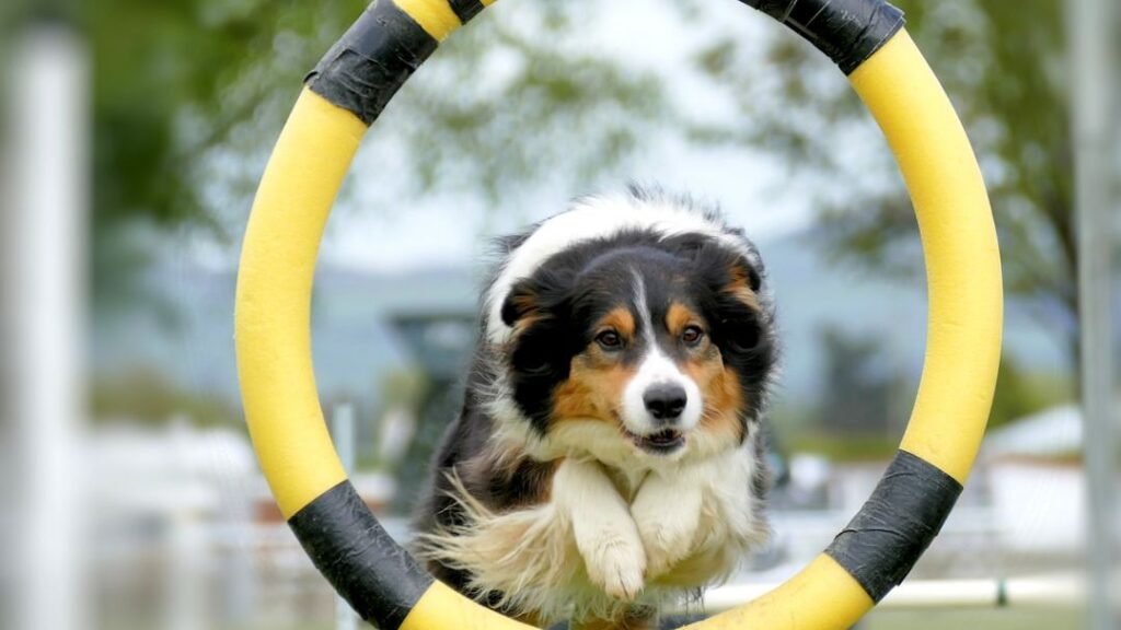 A Well-Exercised Dog Is a Happy Dog: It's Simpler Than You Think