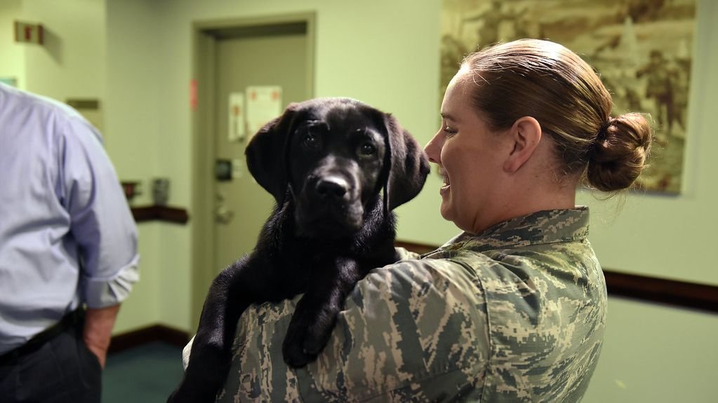 6 Simple Hacks to Make Vet Visits Less Stressful for Your Dog