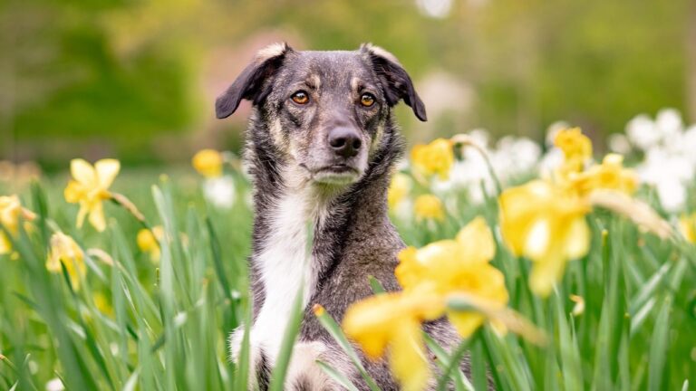 Are You Accidentally Reinforcing Bad Behaviors in Your Dog?