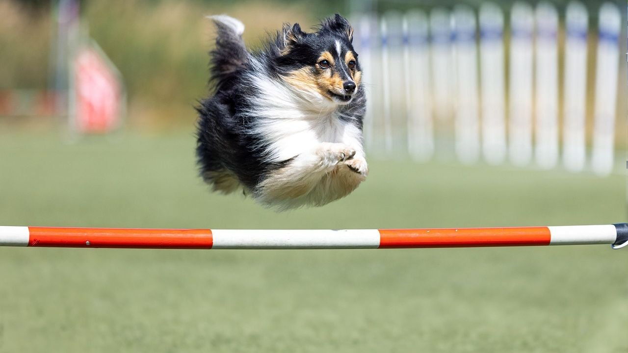 How Much Exercise Does My Dog Really Need Each Day?