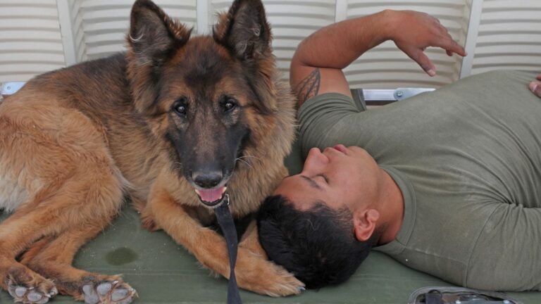 7 Surprising Dog Breeds That Excel at Canine Nose Work and Tracking