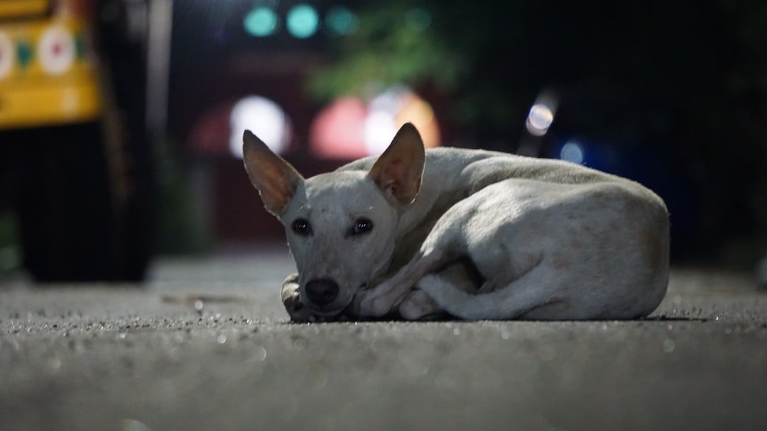 Your Dog's Nighttime Habits Could Be Impacting Their Daytime Behavior Significantly