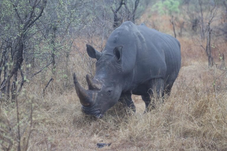 ‘Ridiculous’ plan developed at Florida zoo saves wild rhino’s eyesight in Africa