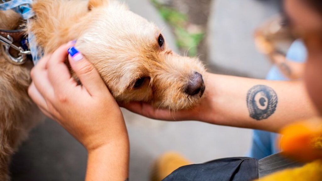 From Dumpster to Devoted Companion: Rescued Pup Sammie Craves Endless Pets