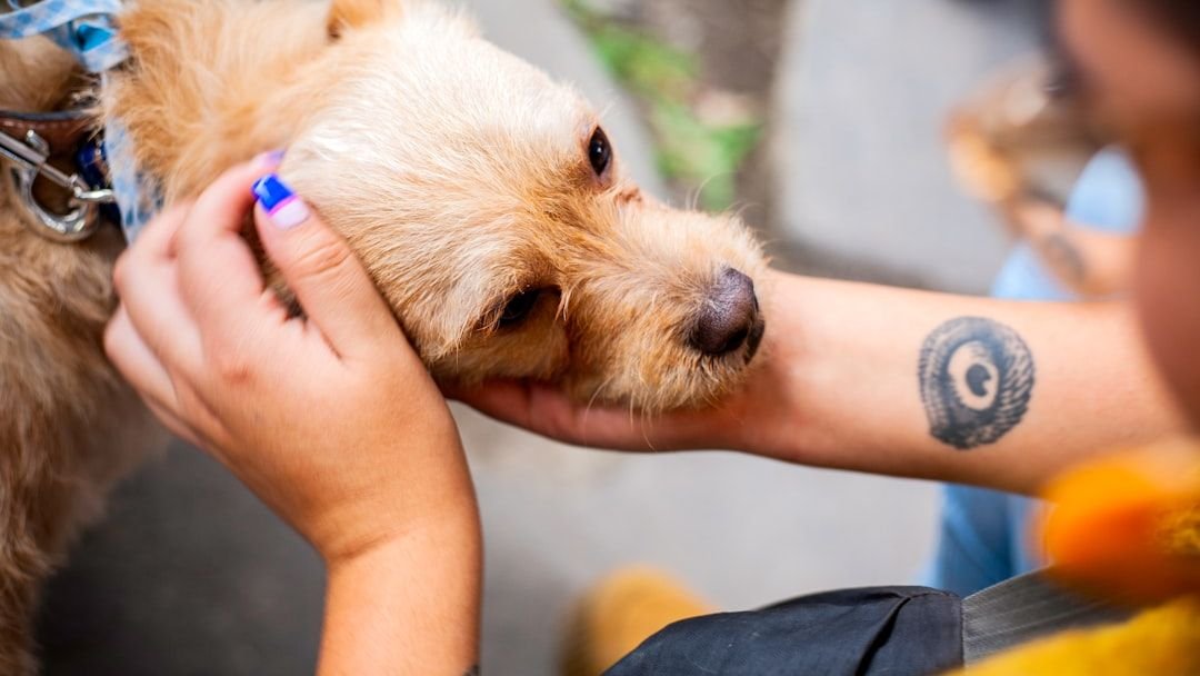 From Dumpster to Devoted Companion: Rescued Pup Sammie Craves Endless Pets