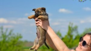 How You Should Never Hold Puppies a Few Weeks Old