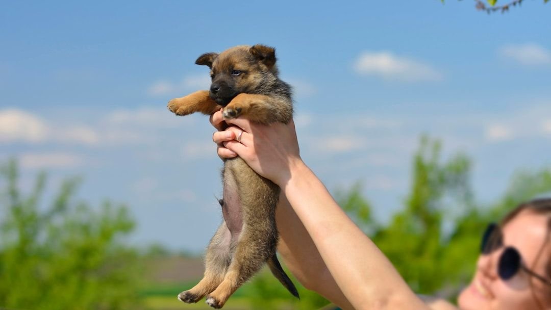How You Should Never Hold Puppies a Few Weeks Old