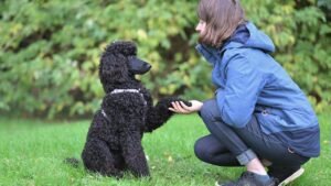 How To Bond With a Puppy