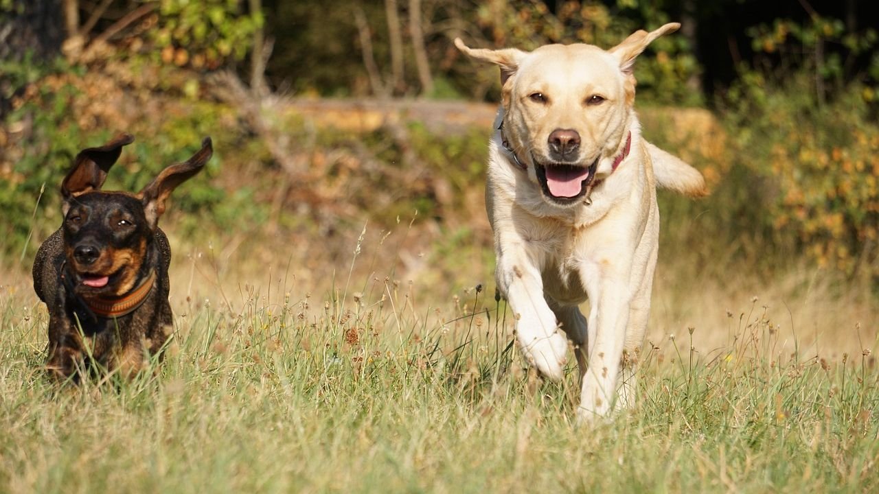 9 Dog Breeds That Need More Exercise Than You Think (And 5 That Need Less)