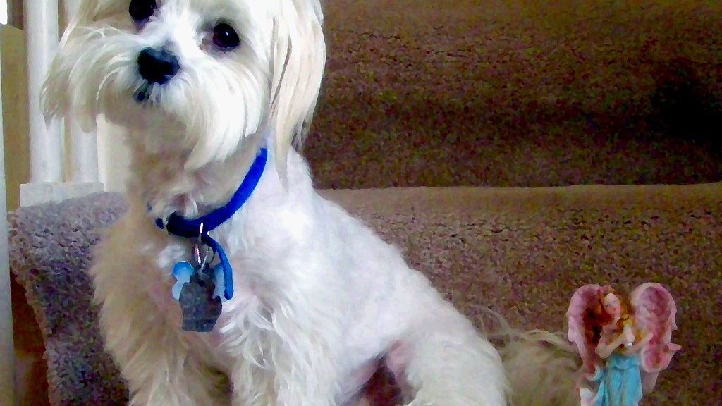 8 Signs Your Dog Is Trying to Tell You They Need More Mental Stimulation