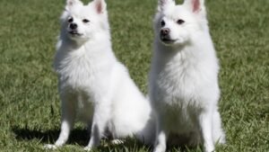 Why Your Dog Stares At You While You're Eating (It's Not About Food But Bonding)