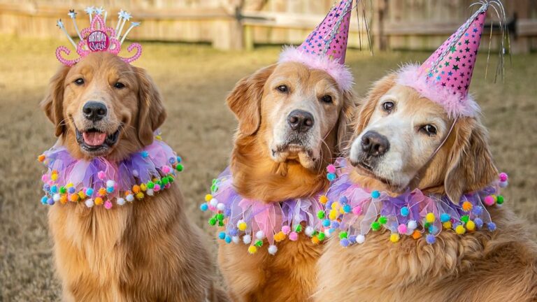 8 Words of Wisdom to Help You Let Go of a Foster Dog