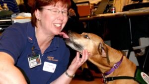 Is Your Dog's Constant Licking a Habit or a Hidden Health Concern?