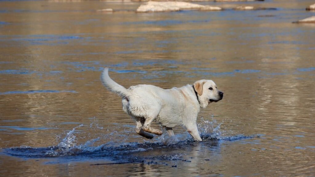 Why Does My Dog Suddenly Start Zoomies After a Bath? The Science Explained