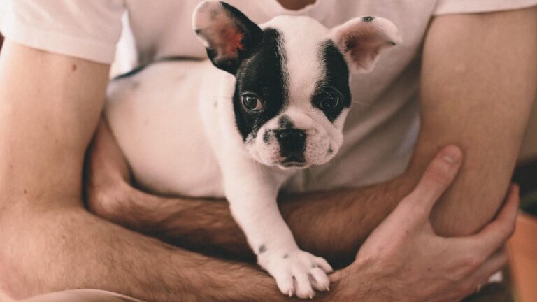 10 Dog Breeds That Become Velcro Dogs as You Age