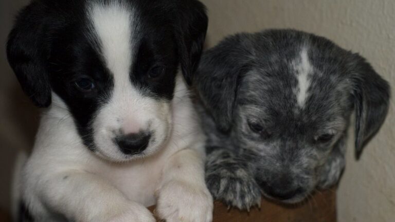 How to Comfort and Bond With a Puppy Abandoned By Its Mom