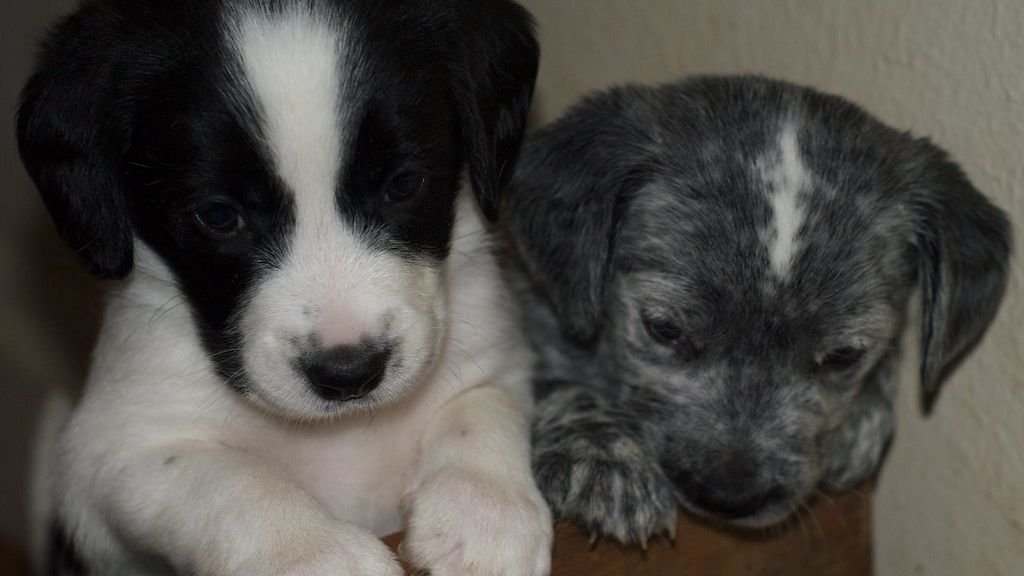 How to Comfort and Bond With a Puppy Abandoned By Its Mom