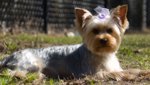10 Small Breeds With Big Personalities That Charm Older Owners