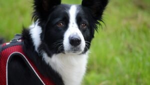 10 Dog Breeds That Are Secretly Judgmental of Your Life Choices