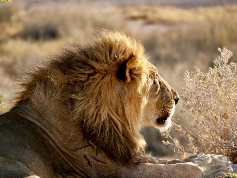 Lion DNA helps convict poachers for first time