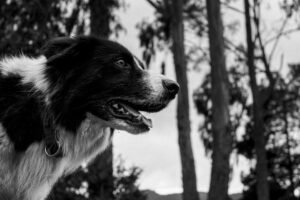 Border Collie Lifespan: How Long Do Collies Live? (Life Expectancy)