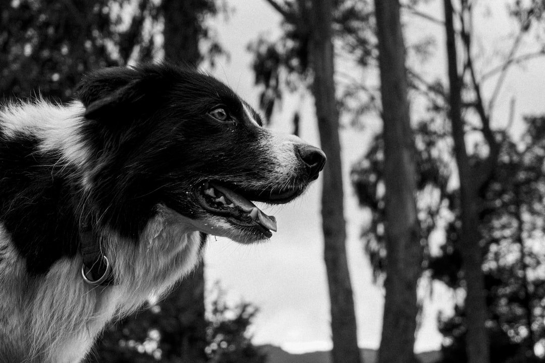 Border Collie Lifespan: How Long Do Collies Live? (Life Expectancy)