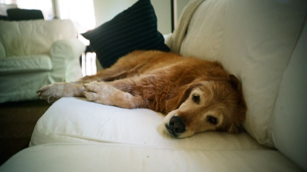 9 Dog Breeds That Are Surprisingly Good with Cats (and Other Small Pets)