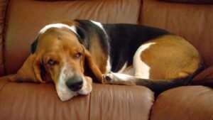12 Dog Breeds That Are Excellent Couch Companions and Best Friends