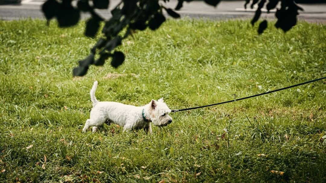 You're Making These 5 Major Mistakes When Introducing Dogs