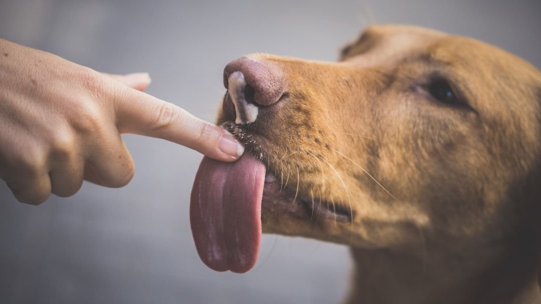Your Dog's Constant Licking Might Be More Than Just Affection