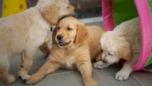 The Secret Reason Why Some Dogs Act Aggressive Towards Strangers