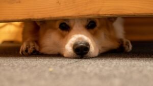 The Unseen Stressors: Why Your Dog Is Anxious in Familiar Places
