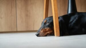 8 Dogs That Are Secretly Judgemental About Your Furniture Choices