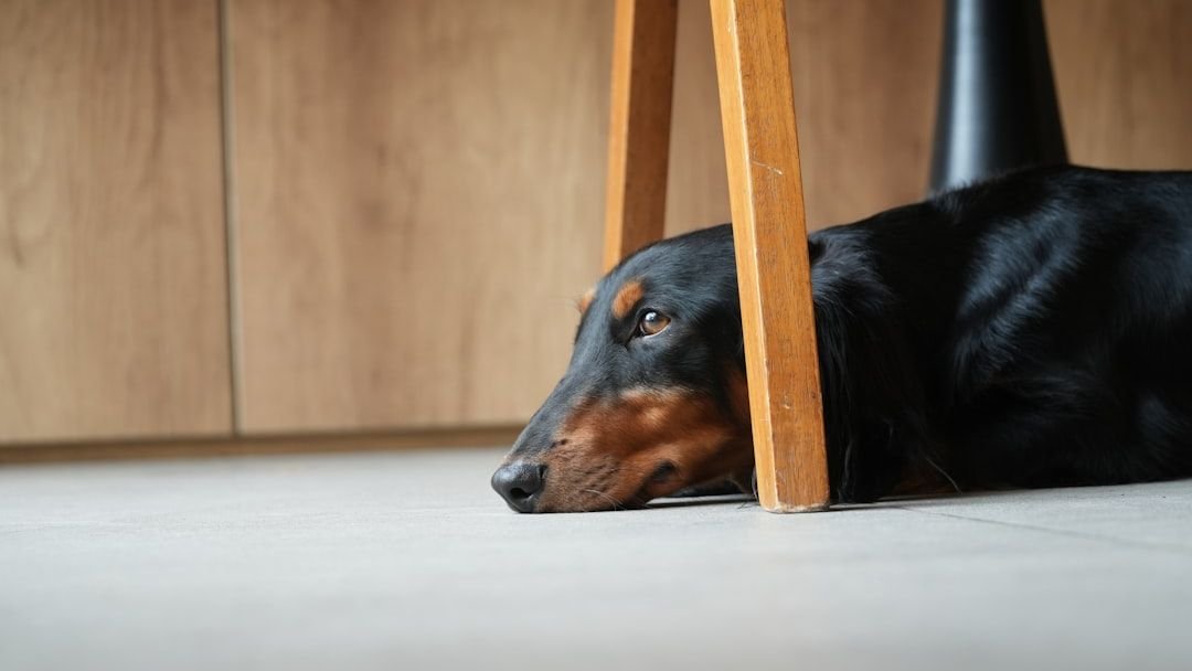 8 Dogs That Are Secretly Judgemental About Your Furniture Choices