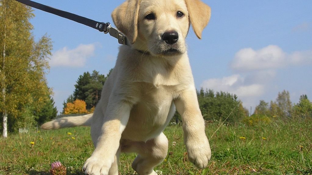 You're Accidentally Making Your Dog's Leash Manners Worse Every Day