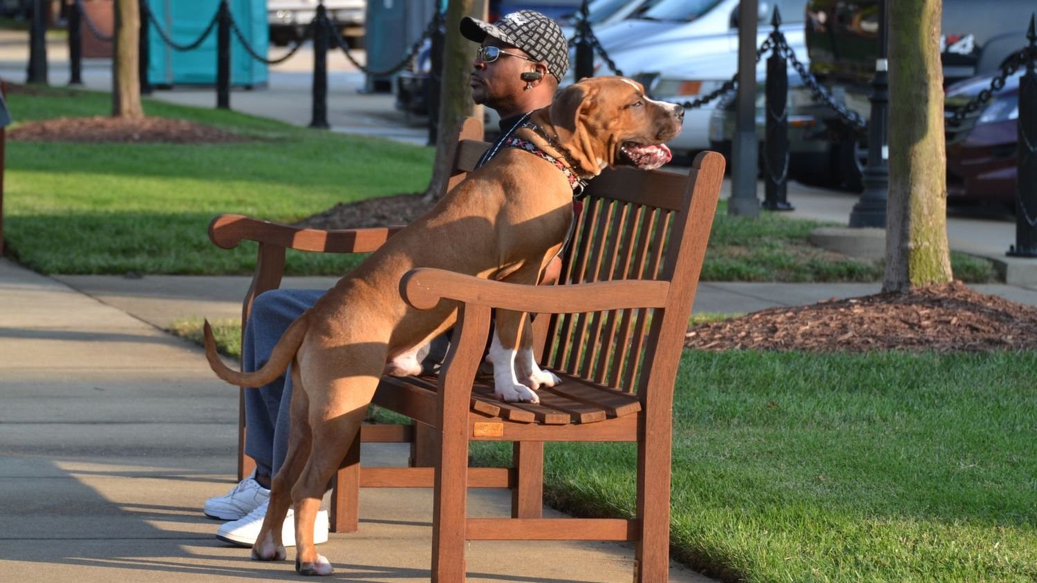 15 Dog Breeds That Will Keep Your Home Safe Without Being Aggressive