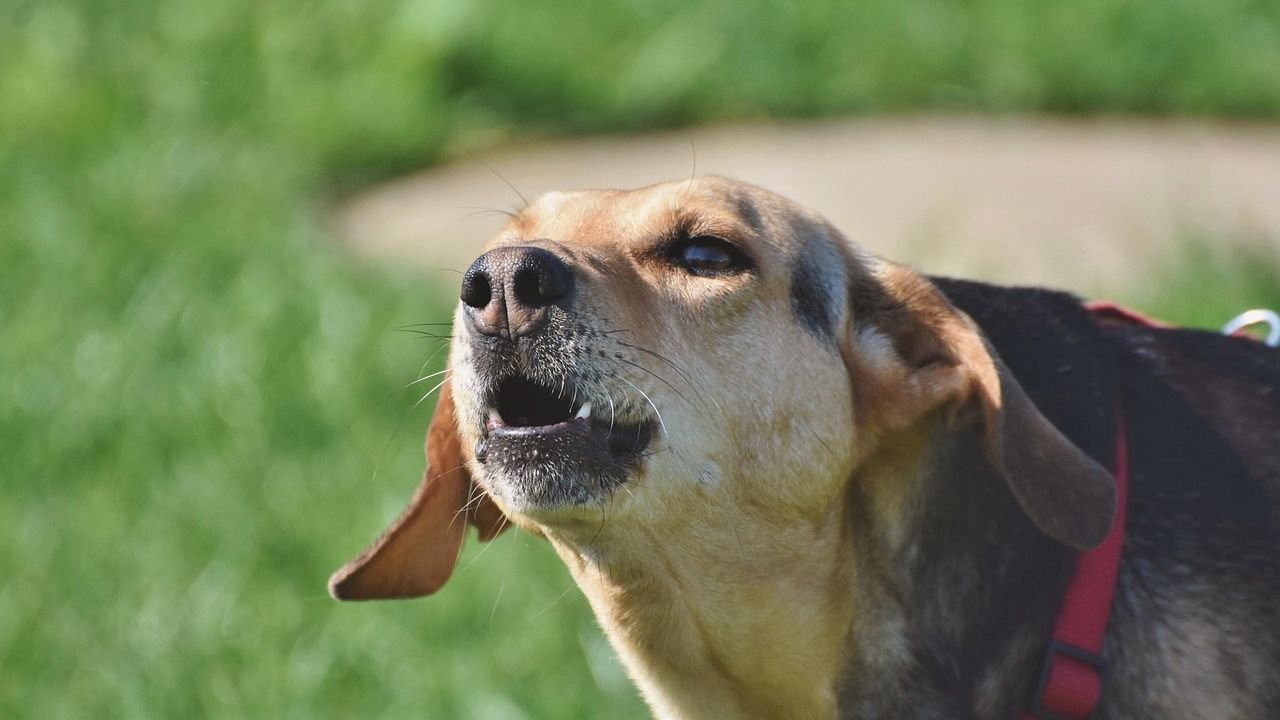 Decoding Your Dog's Barks: What Their Different Sounds Really Mean