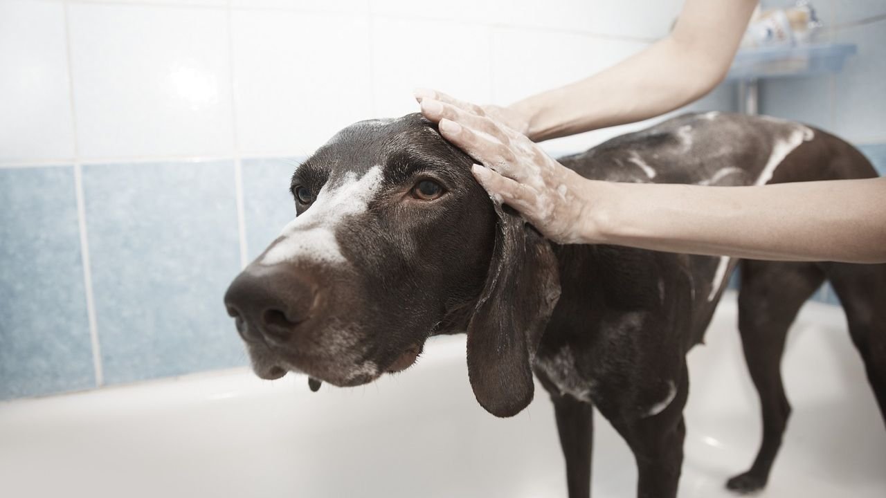 You're Probably Not Grooming Your Dog Correctly: Here's Why