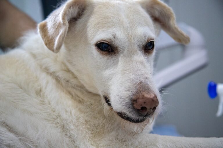 Bay Area veterinarians report spike in deadly, contagious disease affecting dogs