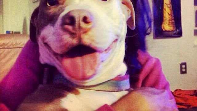12 Beautiful Truths About Pit Bulls That Most People Don’t Know