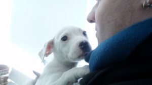 10 Puppy Scam Tricks That Empty Your Wallet Before You Ever Meet the Dog