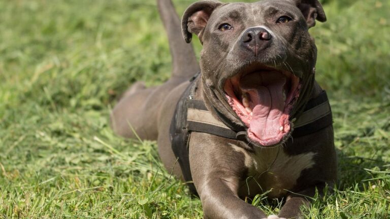 Why Staffies Are Called "Nanny Dogs" - And Still Deserve the Title