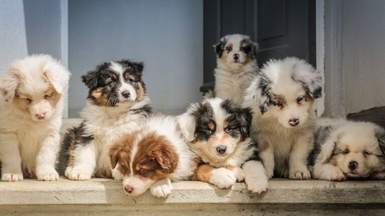 15 Red Flags a "Breeder" Is a Fraud Even If the Photos Look Real