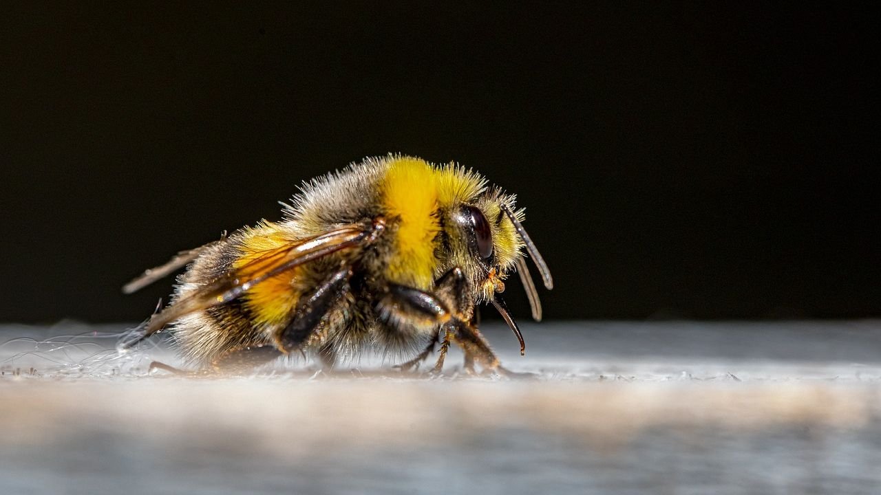 Wingless Bumblebee's Endless Zoomies Ignite Viral Buzz Around Pollinator Resilience