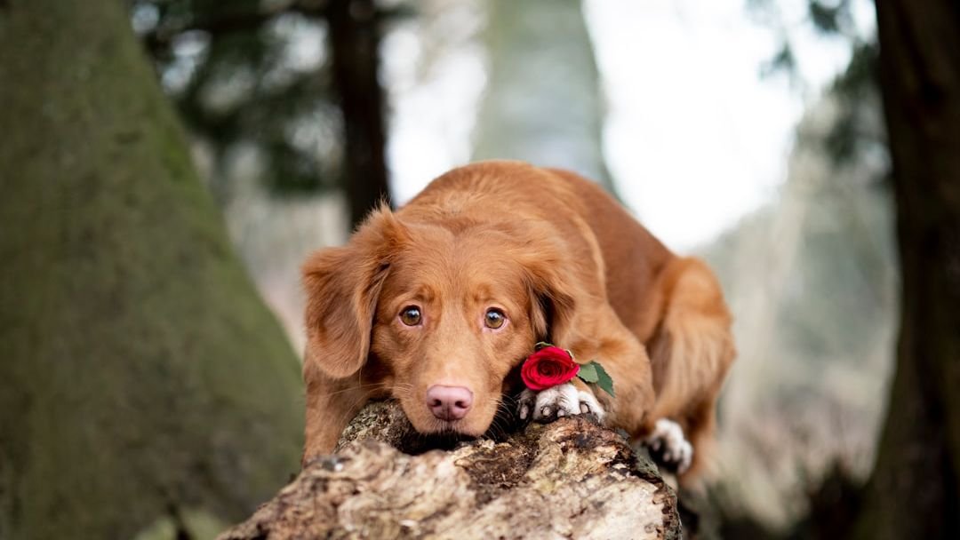 8 Signs Your Dog Is Secretly Stressed (And How to Help Them Relax)