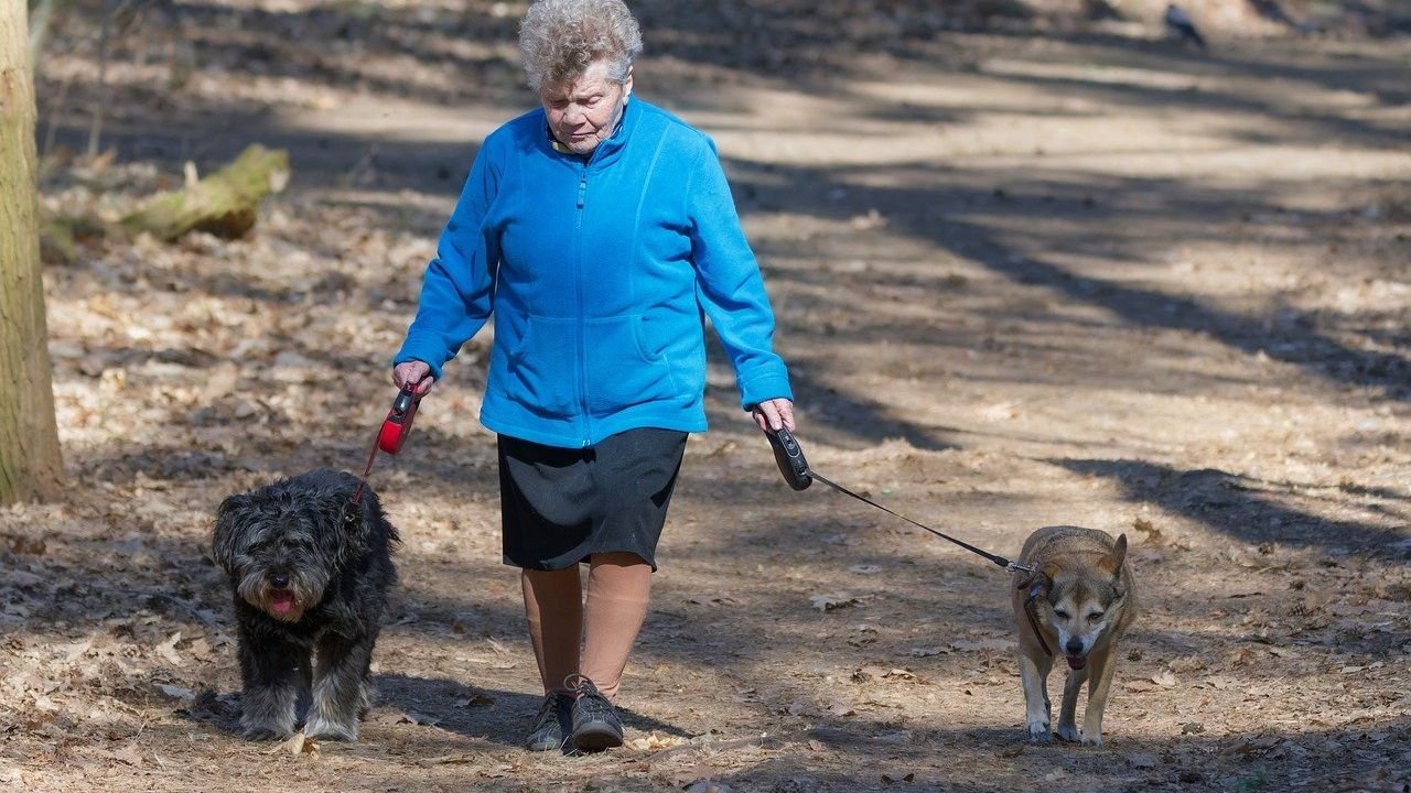 7 Ways to Keep Your Dog Happy and Healthy as They Age Gracefully