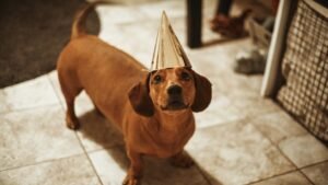 12 Surprising Things That Scare Dogs (And How to Help Them Feel Safe)